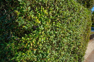 Looking After Privet Hedges in Wickford